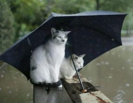 Cat Avoiding the Rain