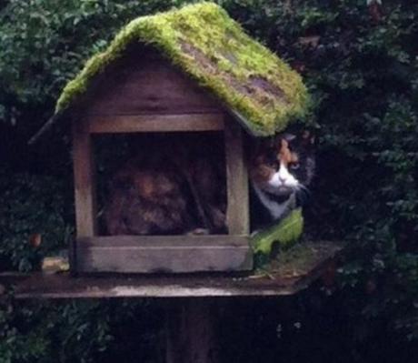 Cat Avoiding the Rain