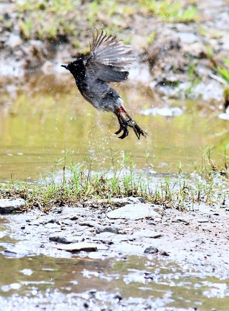 காட்டுக்குயிலு மனசுக்குள்ள ! சந்தோஷ தெப்பத்திலே!  ~    Bulbul