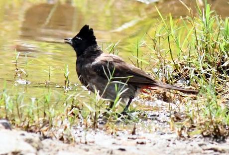 காட்டுக்குயிலு மனசுக்குள்ள ! சந்தோஷ தெப்பத்திலே!  ~    Bulbul