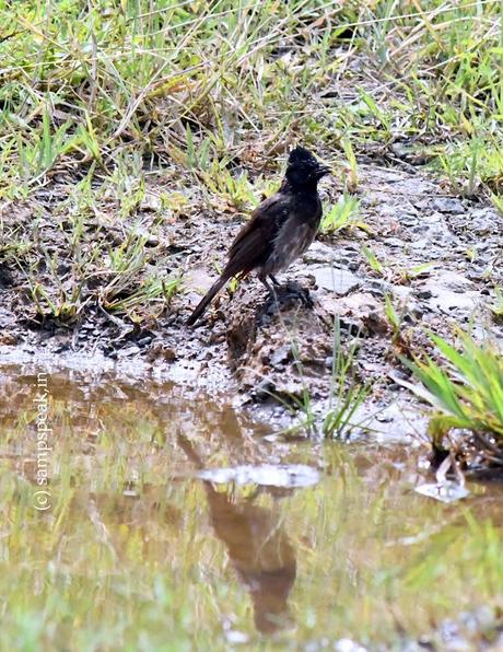 காட்டுக்குயிலு மனசுக்குள்ள ! சந்தோஷ தெப்பத்திலே!  ~    Bulbul