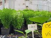 European Seeds Being Privatized Through Patents