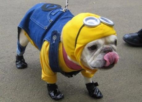 Despicable Me: Minions inspired pet costume