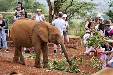 CLOSE-UP WITH WILDLIFE IN NAIROBI, KENYA: Part 1,Sheldrick Elephant Orphanage, Guest Post by Humberto Gutierrez Rivas