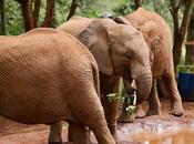 CLOSE-UP WITH WILDLIFE NAIROBI, KENYA: Part 1,Sheldrick Elephant Orphanage, Guest Post Humberto Gutierrez Rivas