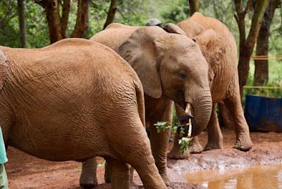 CLOSE-UP WITH WILDLIFE IN NAIROBI, KENYA: Part 1,Sheldrick Elephant Orphanage, Guest Post by Humberto Gutierrez Rivas