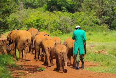 CLOSE-UP WITH WILDLIFE IN NAIROBI, KENYA: Part 1,Sheldrick Elephant Orphanage, Guest Post by Humberto Gutierrez Rivas