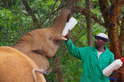 CLOSE-UP WITH WILDLIFE IN NAIROBI, KENYA: Part 1,Sheldrick Elephant Orphanage, Guest Post by Humberto Gutierrez Rivas