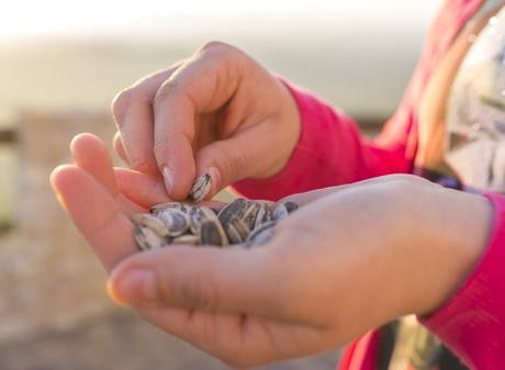 Are Sunflower Seeds Healthy? 8 Benefits and Side Effects