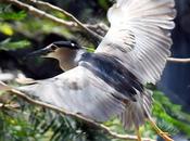 None Dare Where Home Night Heron