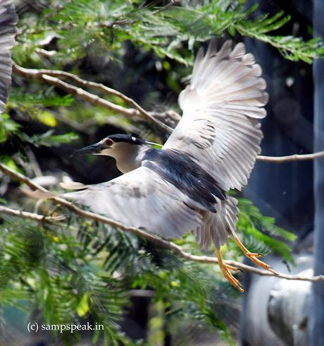 None dare ask me where my home is ? - Night Heron None dare ask me where my home is ? - Night Heron