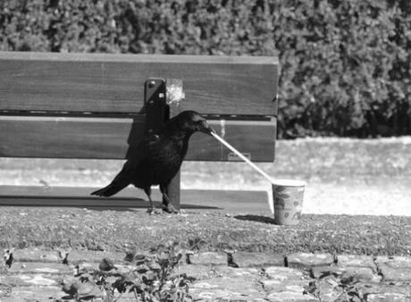 Crow using a drinking straw