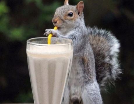 Squirrel using a drinking straw