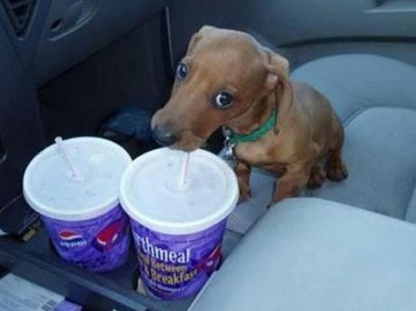 Dog using a drinking straw