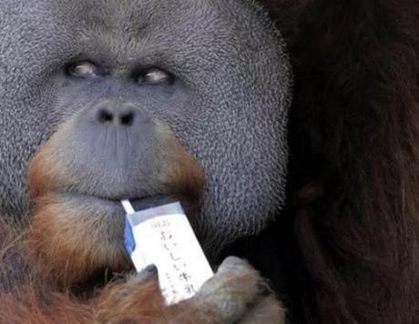 Sumatran orangutan using a drinking straw