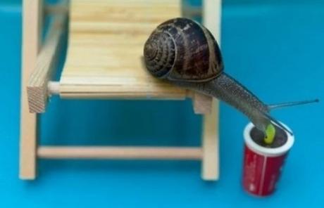 Snail using a drinking straw