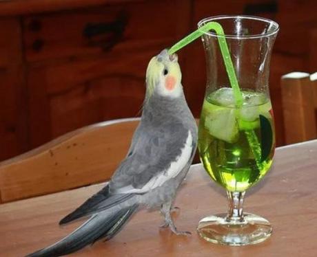 Cockatiel using a drinking straw