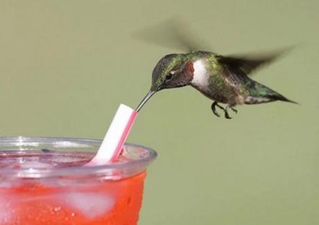 Hummingbird using a drinking straw