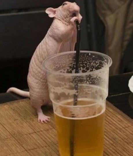 Naked Mole Rat using a drinking straw