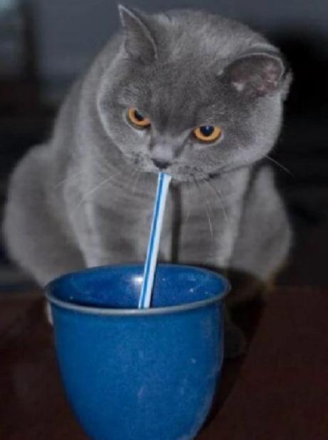 Cat using a drinking straw