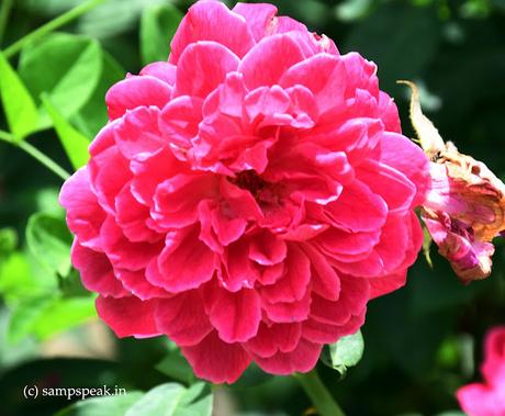 Beautiful Pattu Rosa ! - Love is a river or razor or hunger ... .. of a flower !! Beautiful Pattu Rosa ! - Love is a river or razor or hunger ... .. of a flower !!