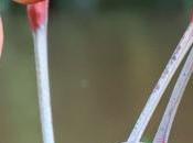 Same-sex Flamingo Pair Raises Newborn Chick Together Rare Feat
