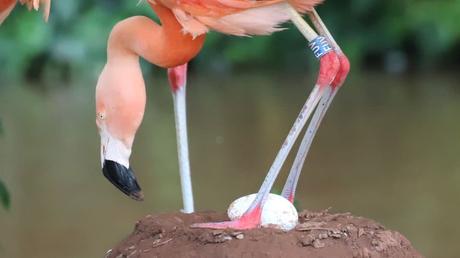 A same-sex flamingo pair raises a newborn chick together in a rare feat