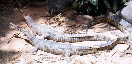 Croc tears !!   ~  beautiful, fragrant Crocodiles !!