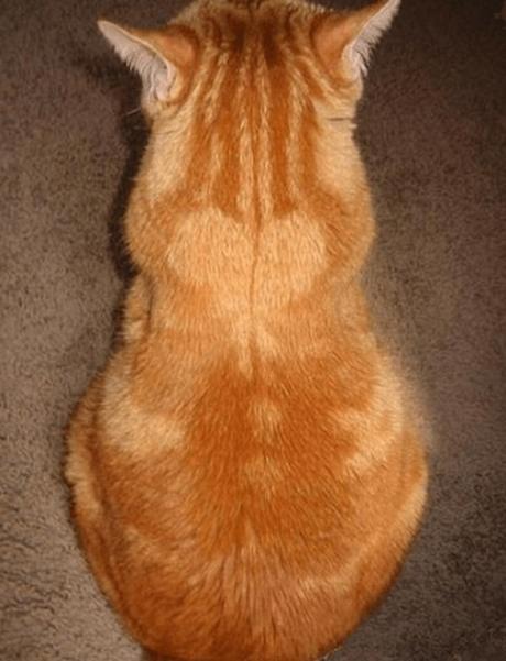 Cat with heart-shaped fur