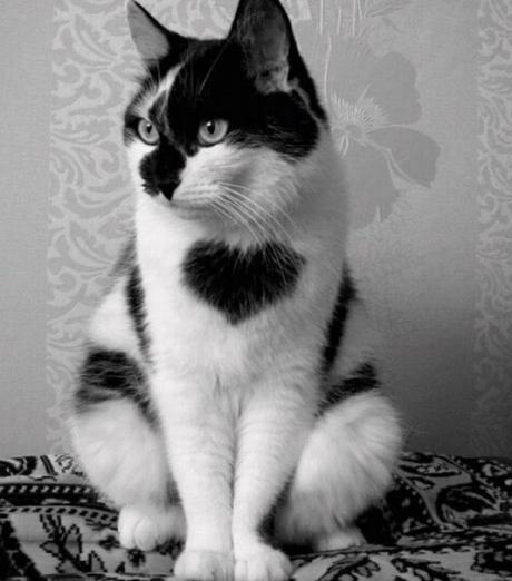 Cat with heart-shaped fur