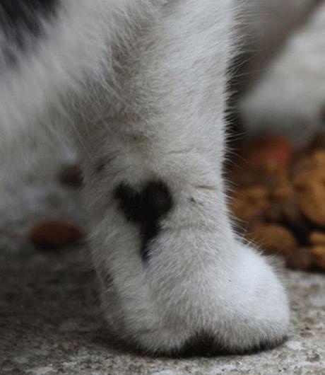 Cat with heart-shaped fur