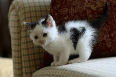 Cat with heart-shaped fur