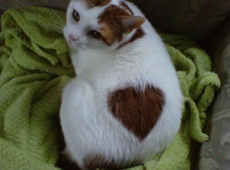 Cat with heart-shaped fur