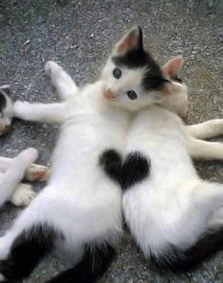 Cat with heart-shaped fur