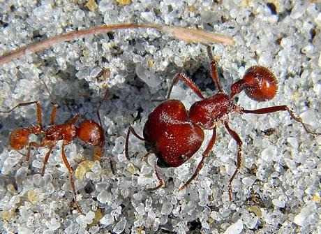 Florida Harvester Ants