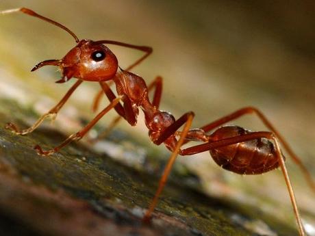 Fire Ants