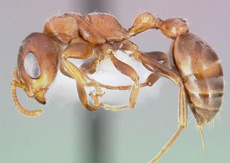 Bullhorn Acacia Ants