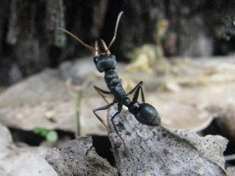 Australian Jack Jumper Ants