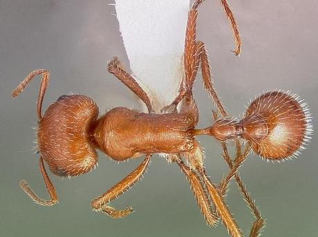 Maricopa Harvester Ants