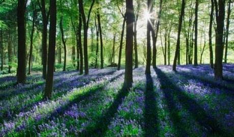 Follow the Bluebells