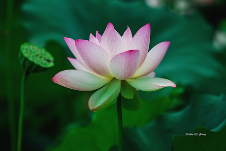 Lotus Flower, The Mind and Body Connection, Lisa Orchard