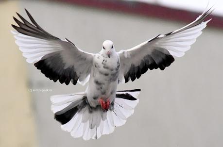 White dove !!   -   வெள்ளை புறா ஒன்று