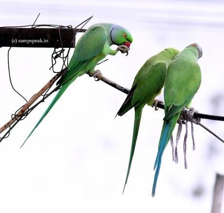 Parrot raises hand to say Good Morning !!! Parrot raises hand to say Good Morning !!!