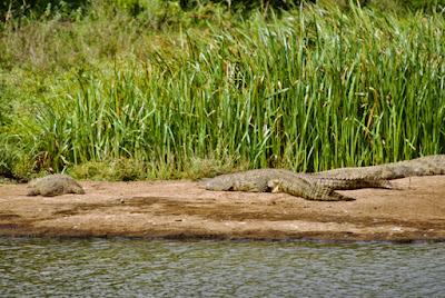 CLOSE-UP WITH WILDLIFE IN NAIROBI, KENYA: Part 2, Nairobi National Park, Guest Post by Humberto Gutierrez Rivas