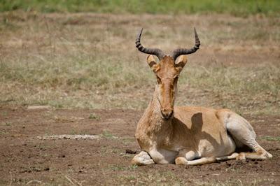 CLOSE-UP WITH WILDLIFE IN NAIROBI, KENYA: Part 2, Nairobi National Park, Guest Post by Humberto Gutierrez Rivas