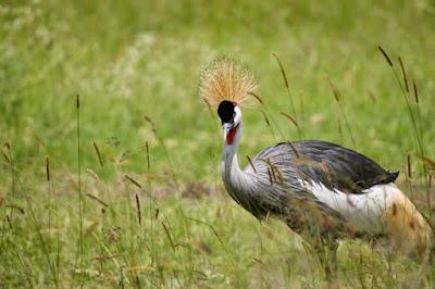 CLOSE-UP WITH WILDLIFE IN NAIROBI, KENYA: Part 2, Nairobi National Park, Guest Post by Humberto Gutierrez Rivas