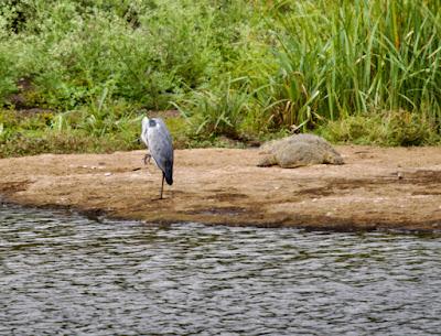 CLOSE-UP WITH WILDLIFE IN NAIROBI, KENYA: Part 2, Nairobi National Park, Guest Post by Humberto Gutierrez Rivas