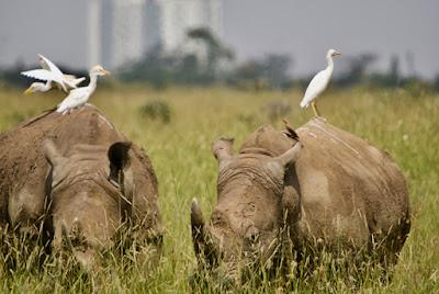 CLOSE-UP WITH WILDLIFE IN NAIROBI, KENYA: Part 2, Nairobi National Park, Guest Post by Humberto Gutierrez Rivas