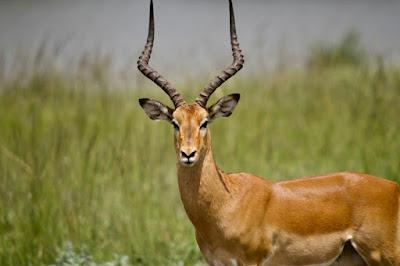 CLOSE-UP WITH WILDLIFE IN NAIROBI, KENYA: Part 2, Nairobi National Park, Guest Post by Humberto Gutierrez Rivas