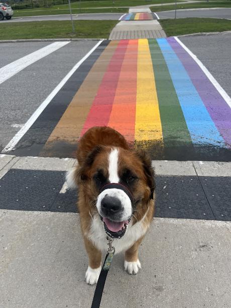 Hazel the Saint Bernese dog standing on a Pride street crossing, Paws For Reaction blog